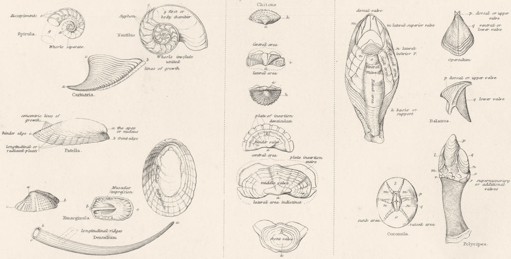 MOLLUSCS.Conchology terms;Symmetrical Univalves;Serial Mollusca;Cirrihpeds 1860